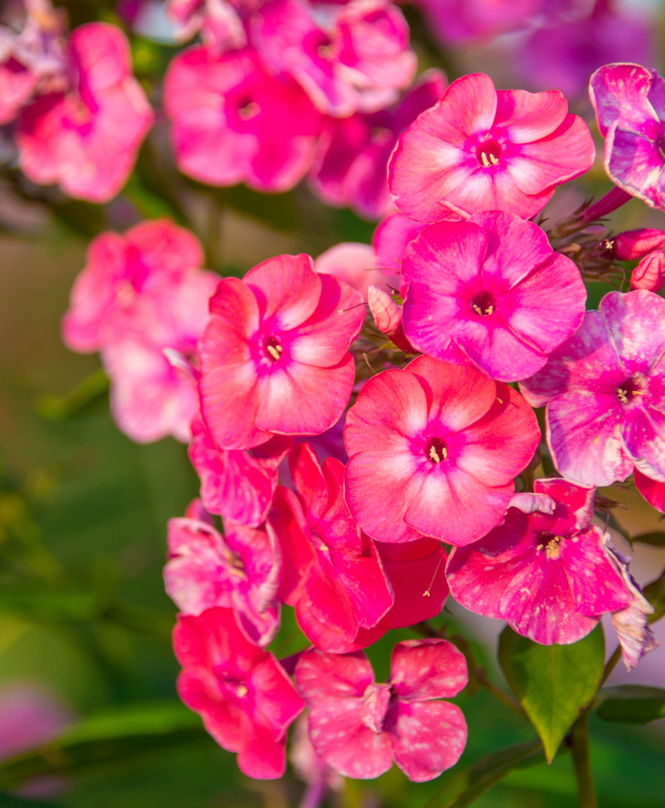Des fleurs de verveine ornementale fushia