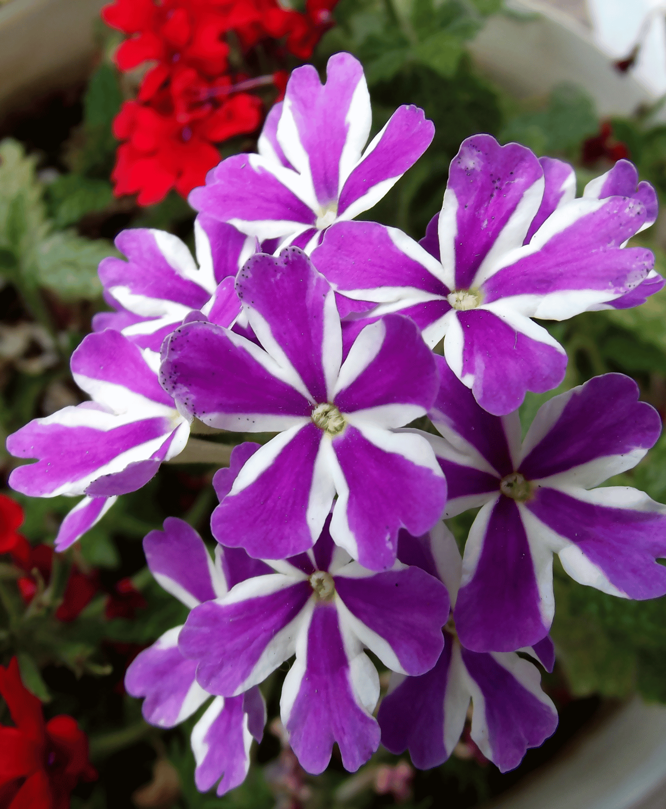 Zoom sur des fleurs de verveine violette et blanche