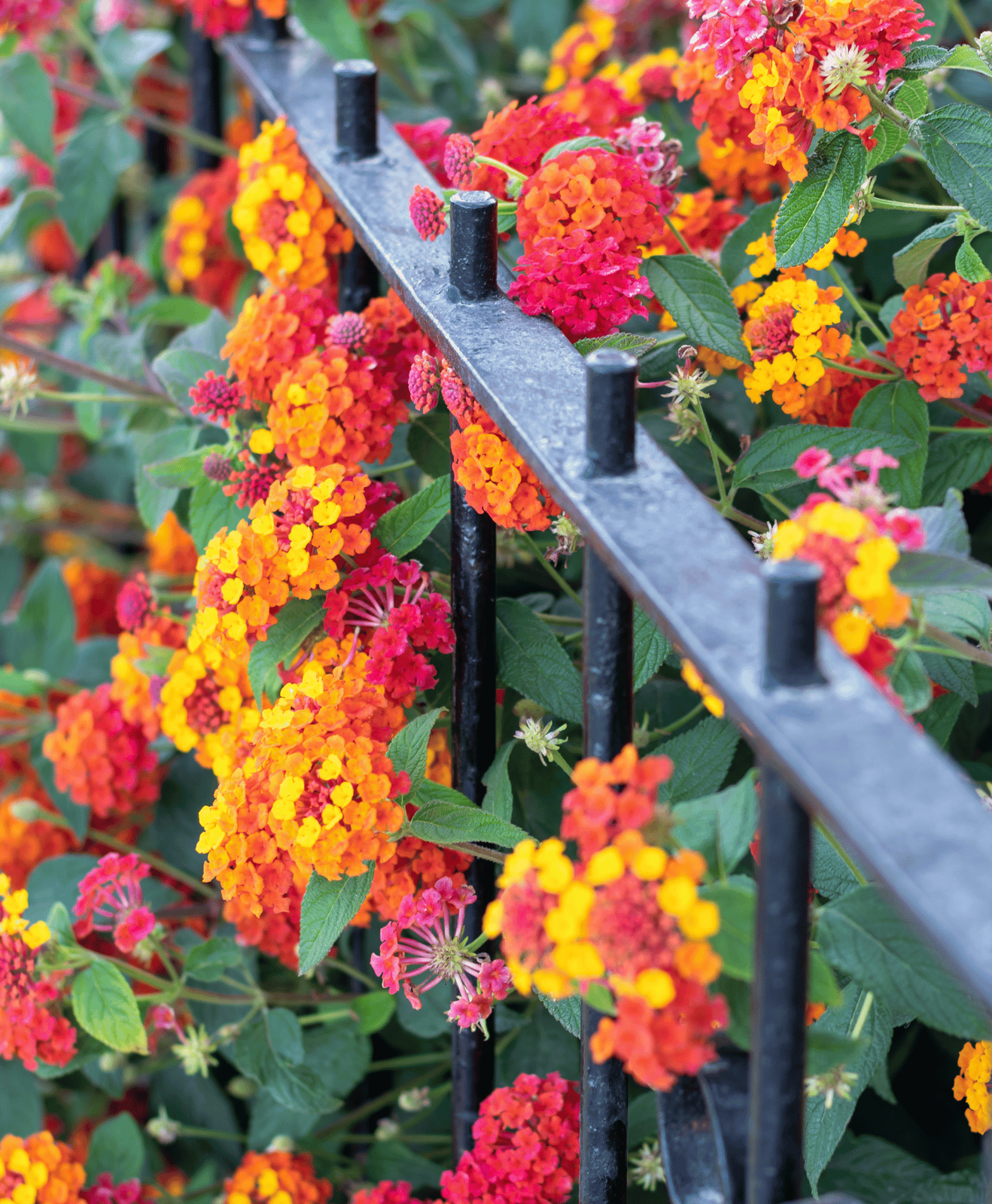 Des fleurs de verveine autour d'une barrière