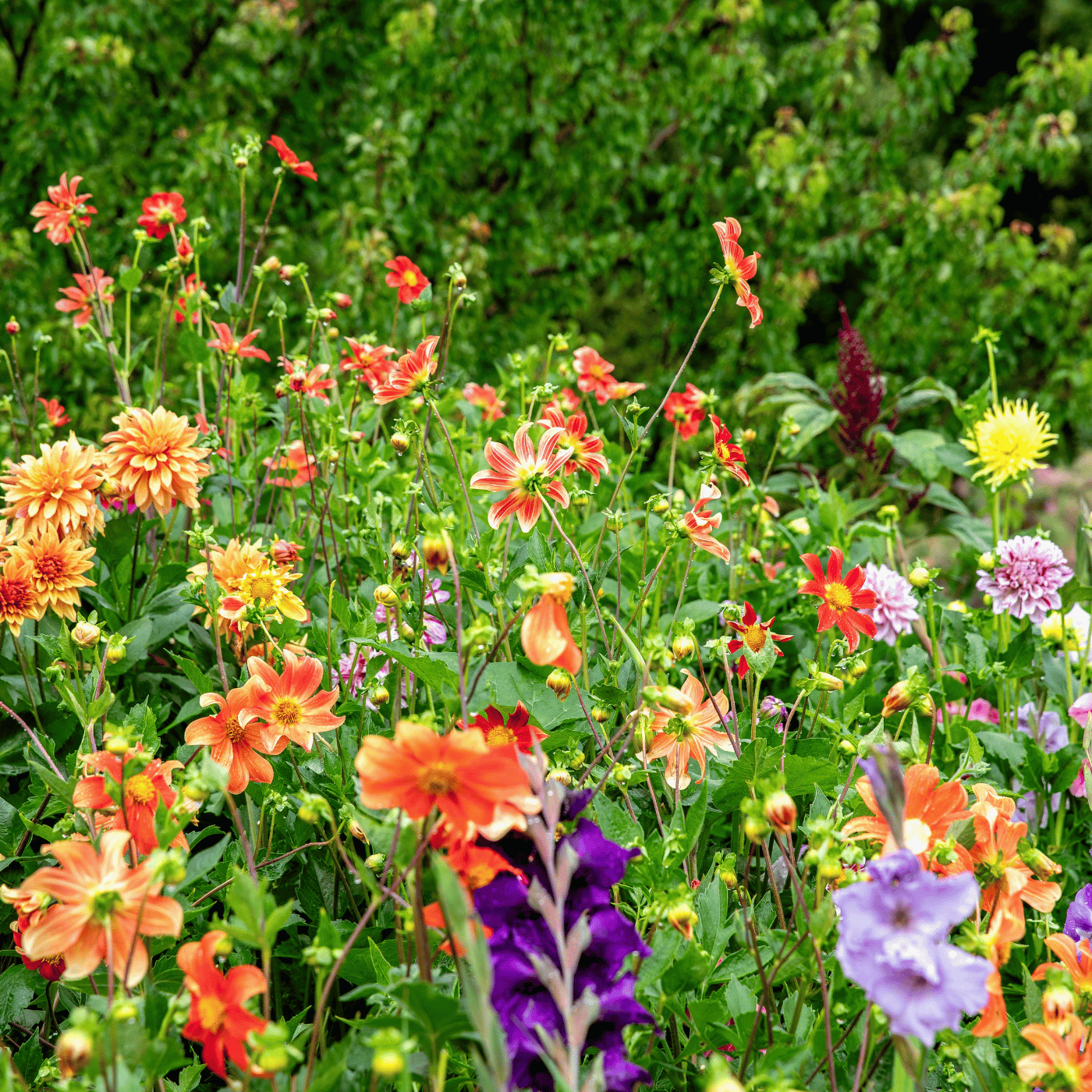 Plantes et fleurs pour la biodiversité