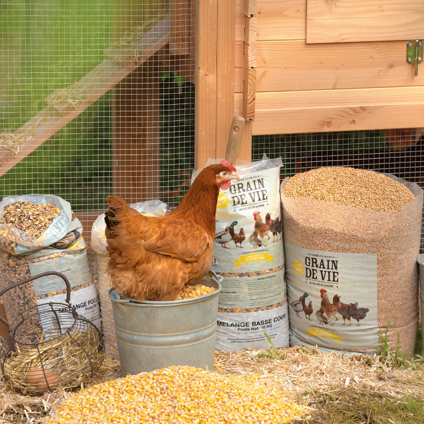Poules dans une basse-cour avec de la nourriture