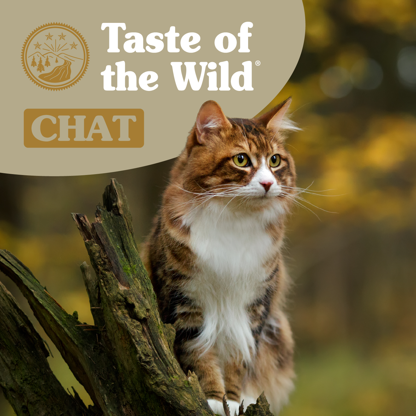Chat Taste of the Wild