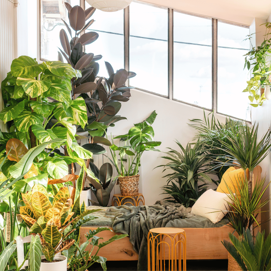 Plantes d’intérieur pour une décoration naturelle