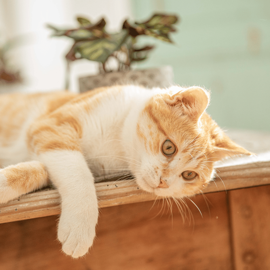 Chats, des animaux domestiques adorés