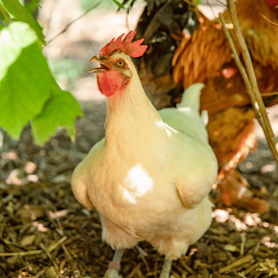 Poules de basse-cour dans le jardin