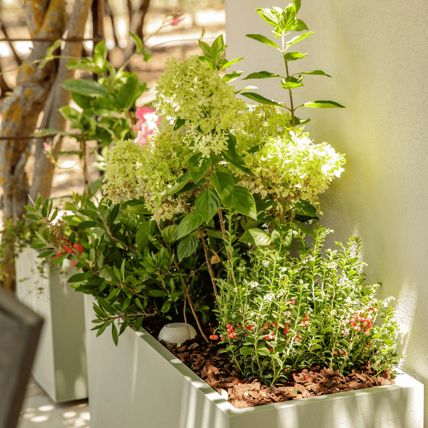 Végétaliser son extérieur en terrasse dans des bacs