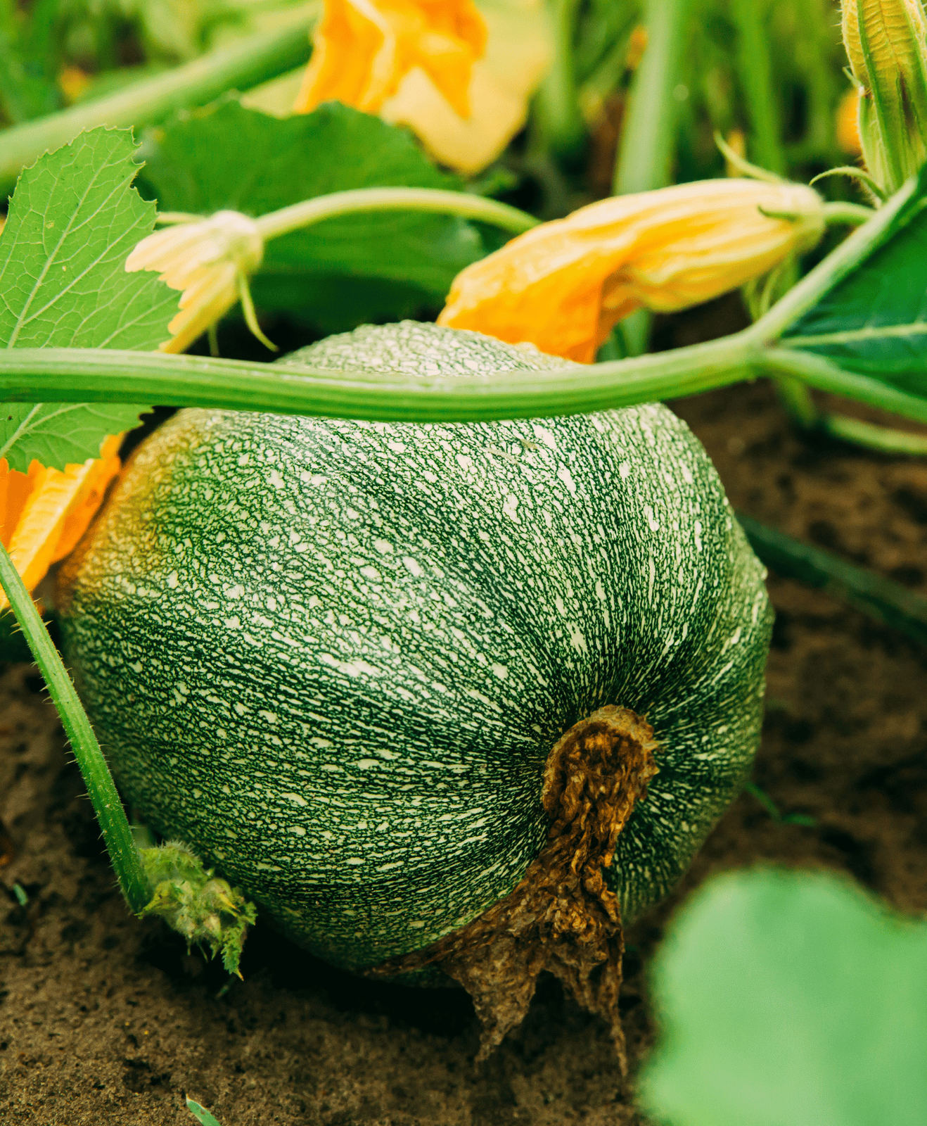 plant de courgette ronde au potager