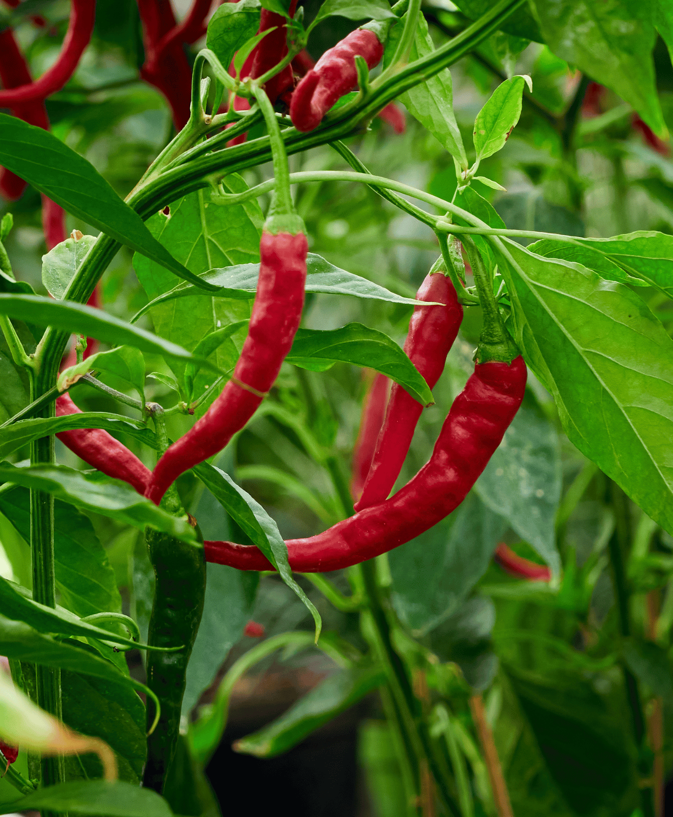 Poivrons rouges au potager