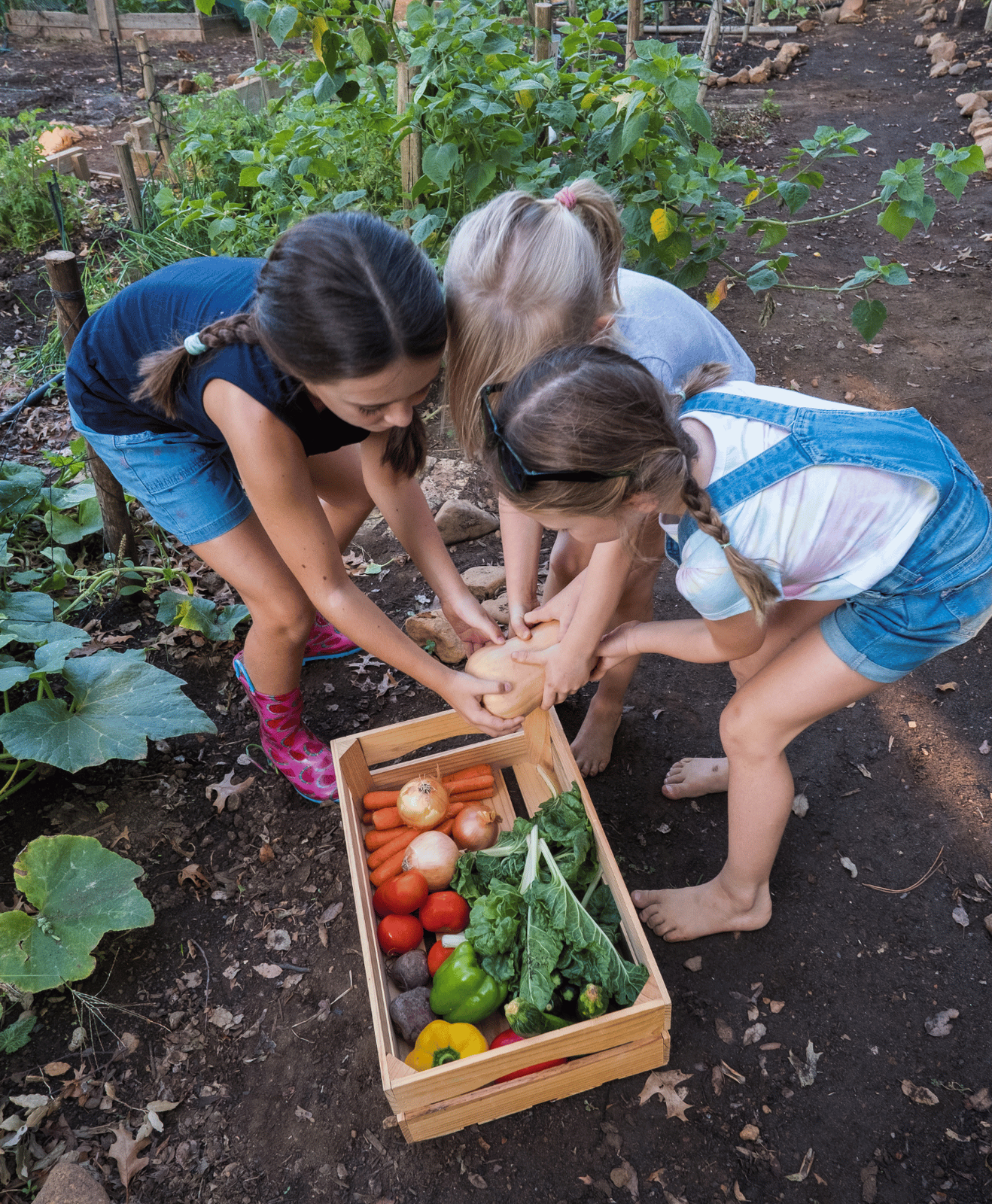 Des petites filles qui récoltent des légumes au potager