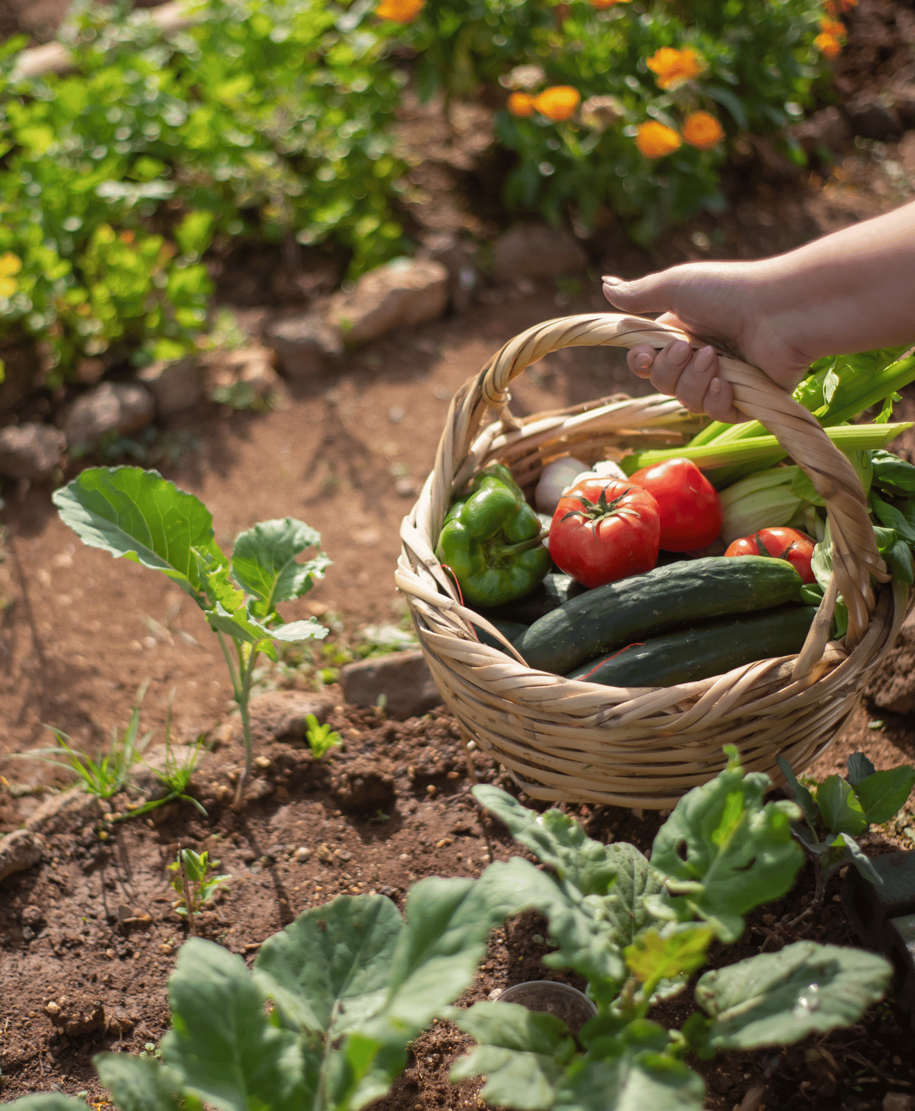 Un panier de récolte au potager