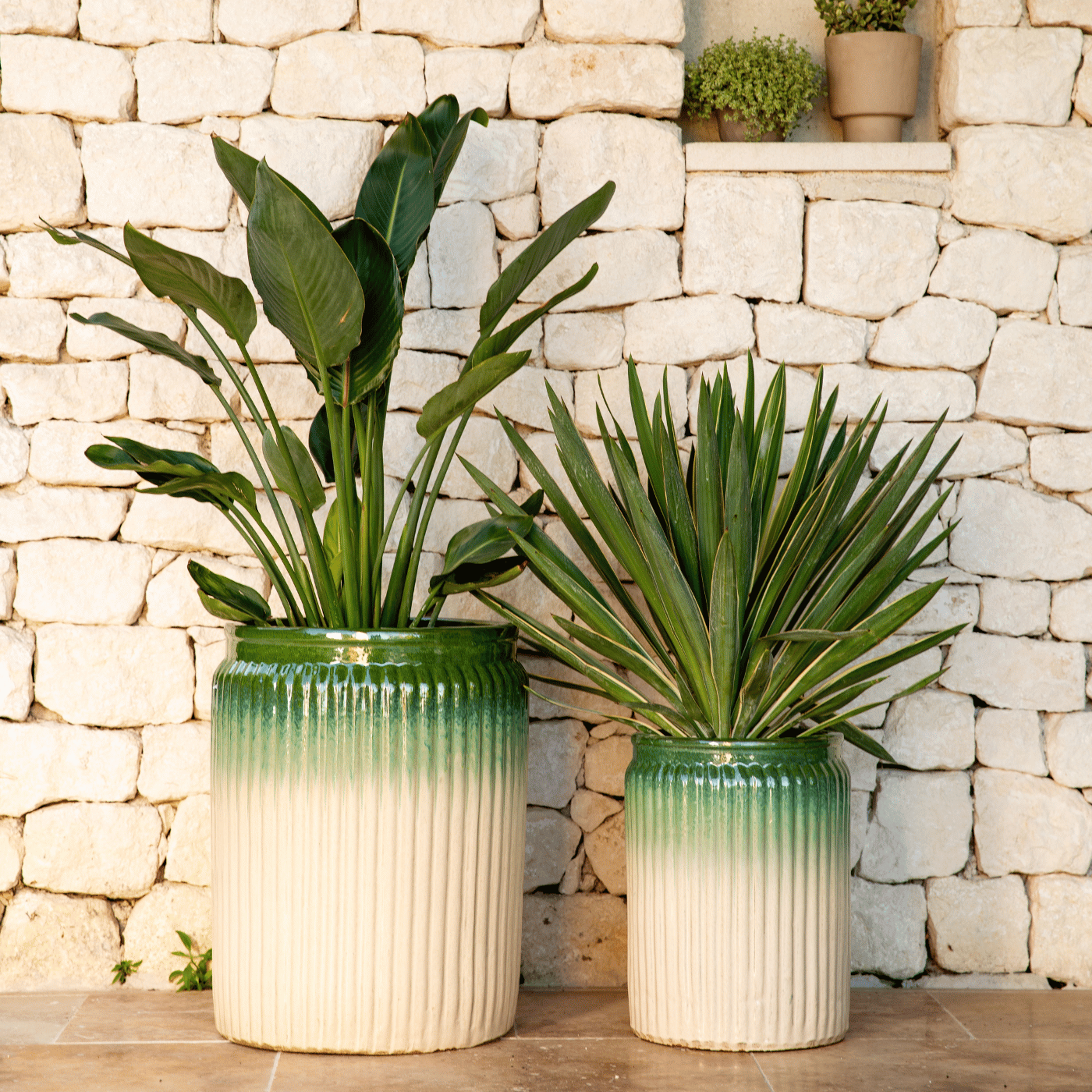 Deux pots en céramique vert dégradé texturé avec grandes plantes vertes, placés devant un mur en pierre.