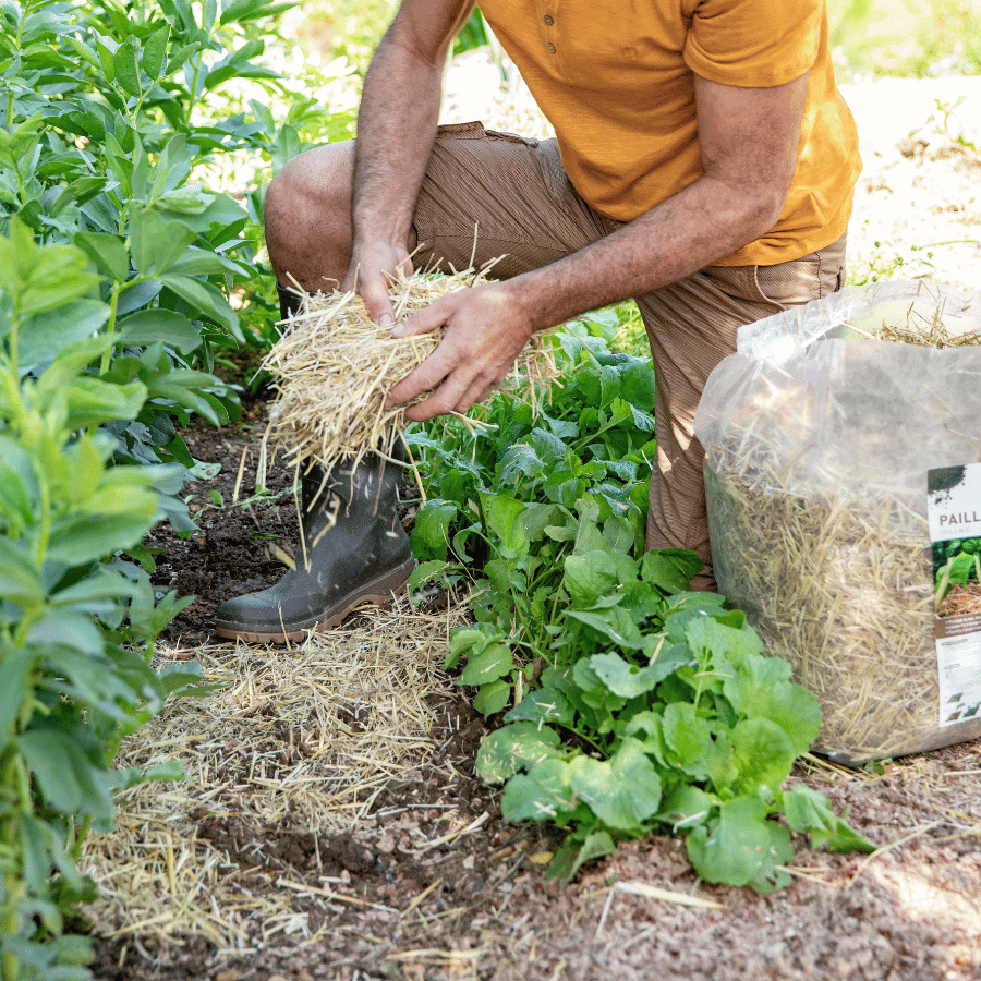 Un homme dépose du paillage dans son potager