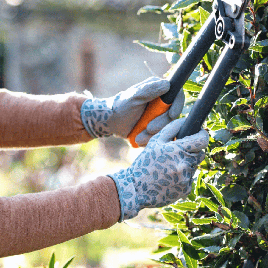 Tailler les haies avec une cisaille et des gants de jardinage