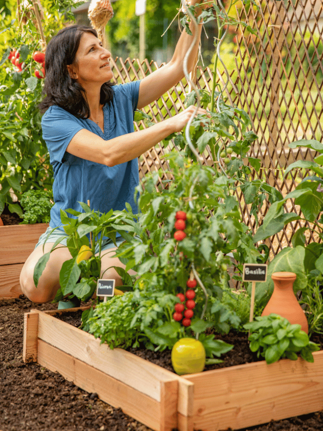 Une femme au potager qui s'occupe de son plant de tomates cerises