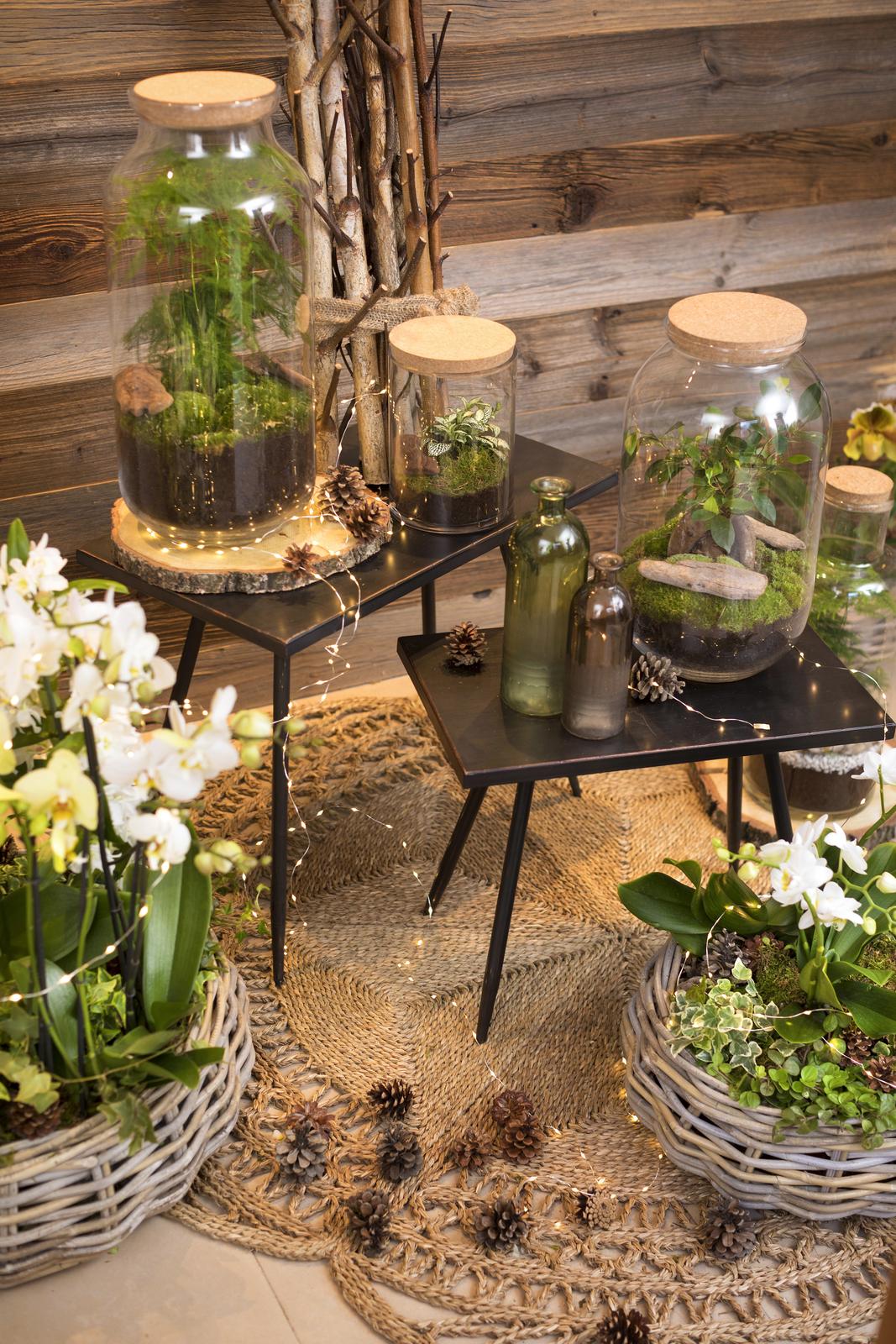 Des terrariums végétalisés sur des tables avec une orchidée