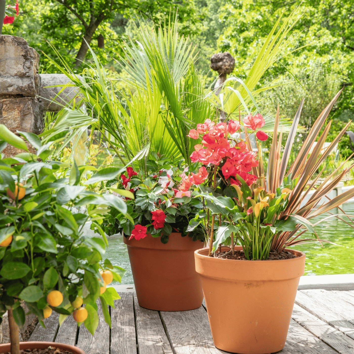 Plantes méditerranéennes dans des pots en terre cuite naturelle sur une terasse.