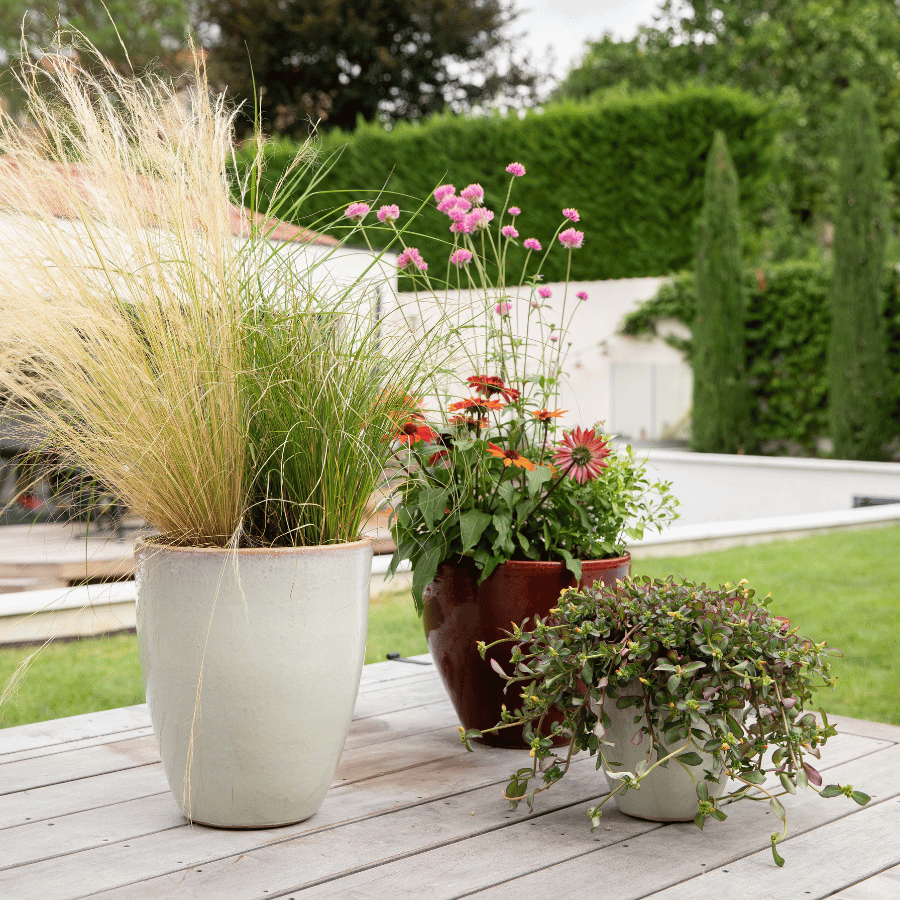 Plantes d'extérieur dans des pots sur la terrasse