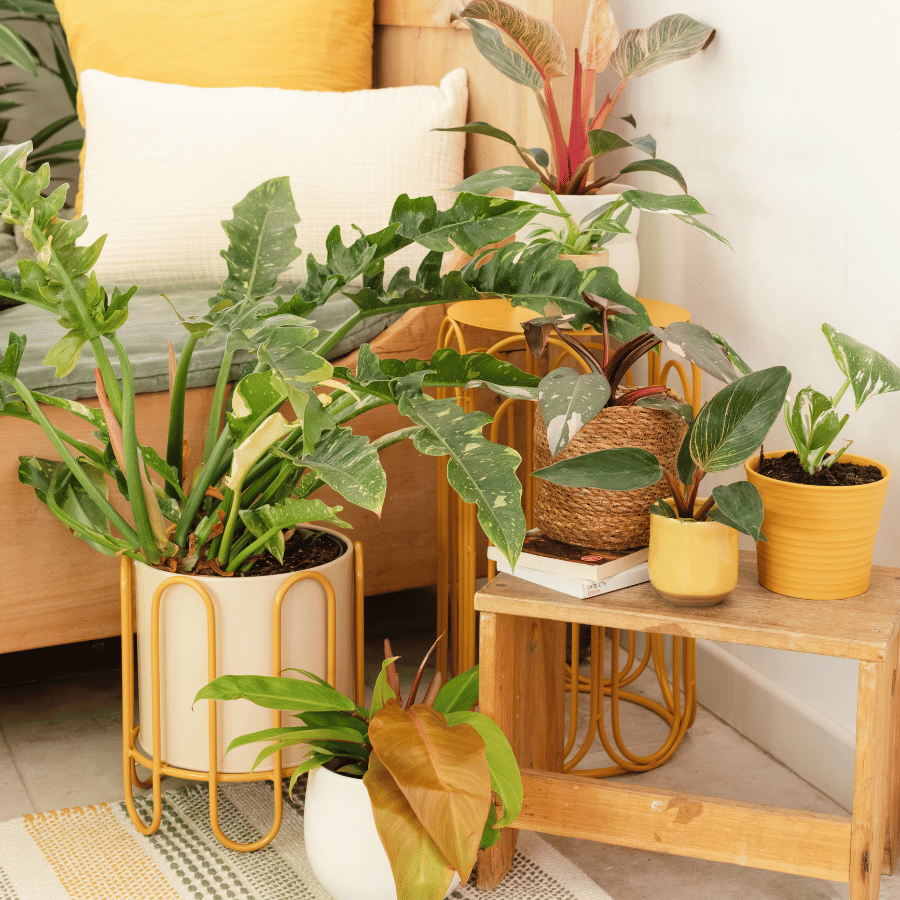 Plusieurs variétés de plantes d'intérieur dans le salon