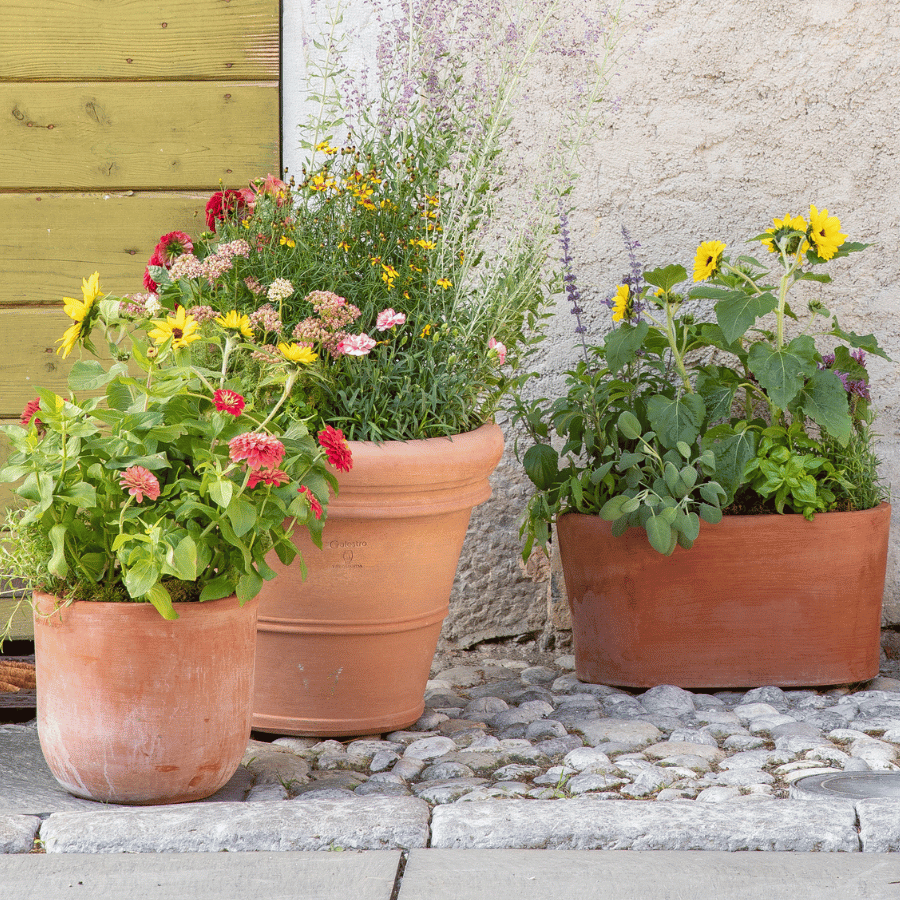 Plantes d'extérieur dans des pots en terre cuite