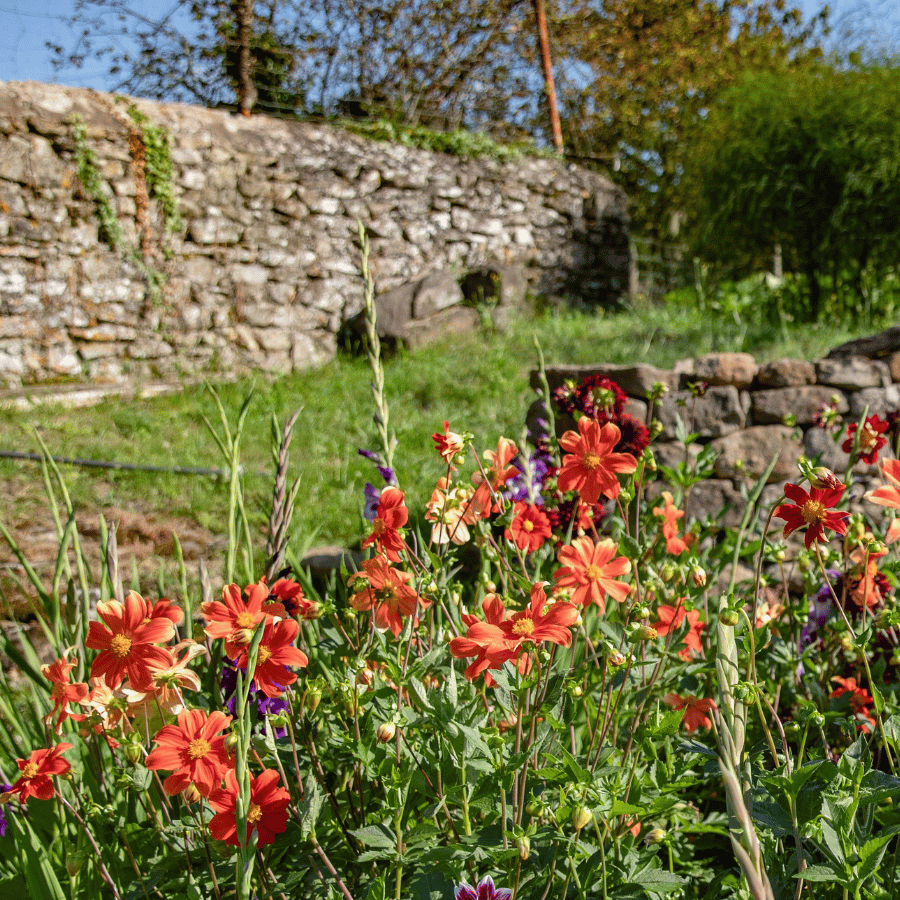 Un jardin fleuri et coloré