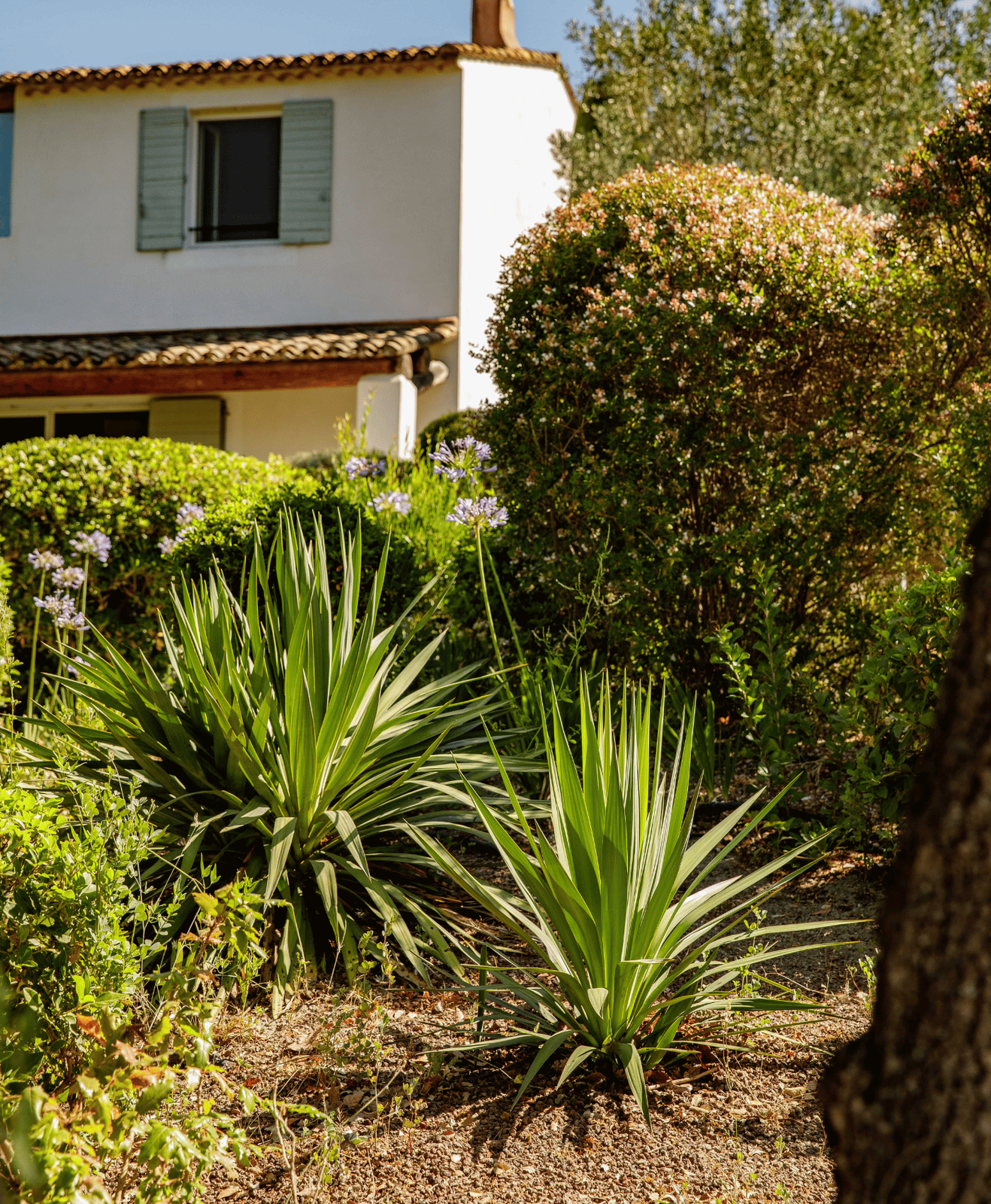 Deux yucca plantés en pleine terre dans un jardin sec
