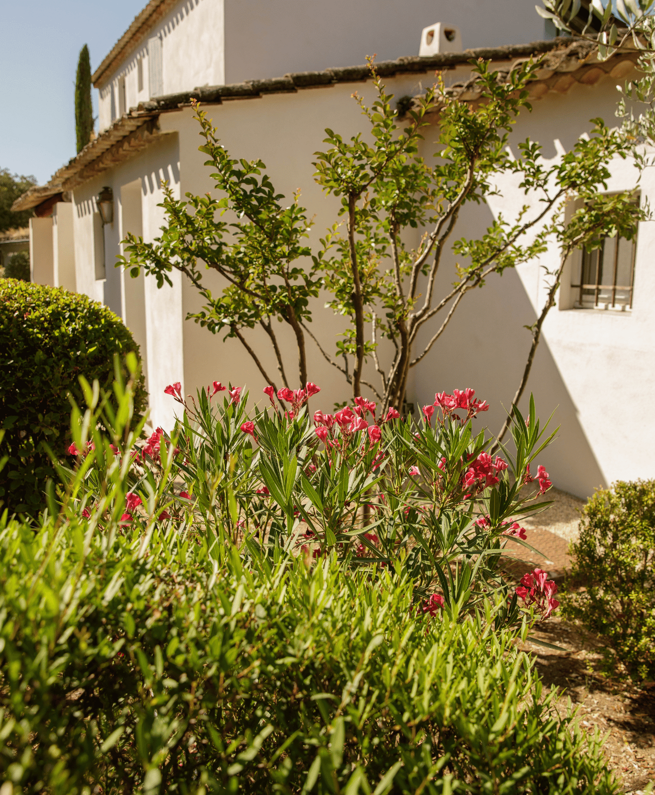 Une maison du sud avec un jardin végétalisé avec des oliviers et des lauriers rose