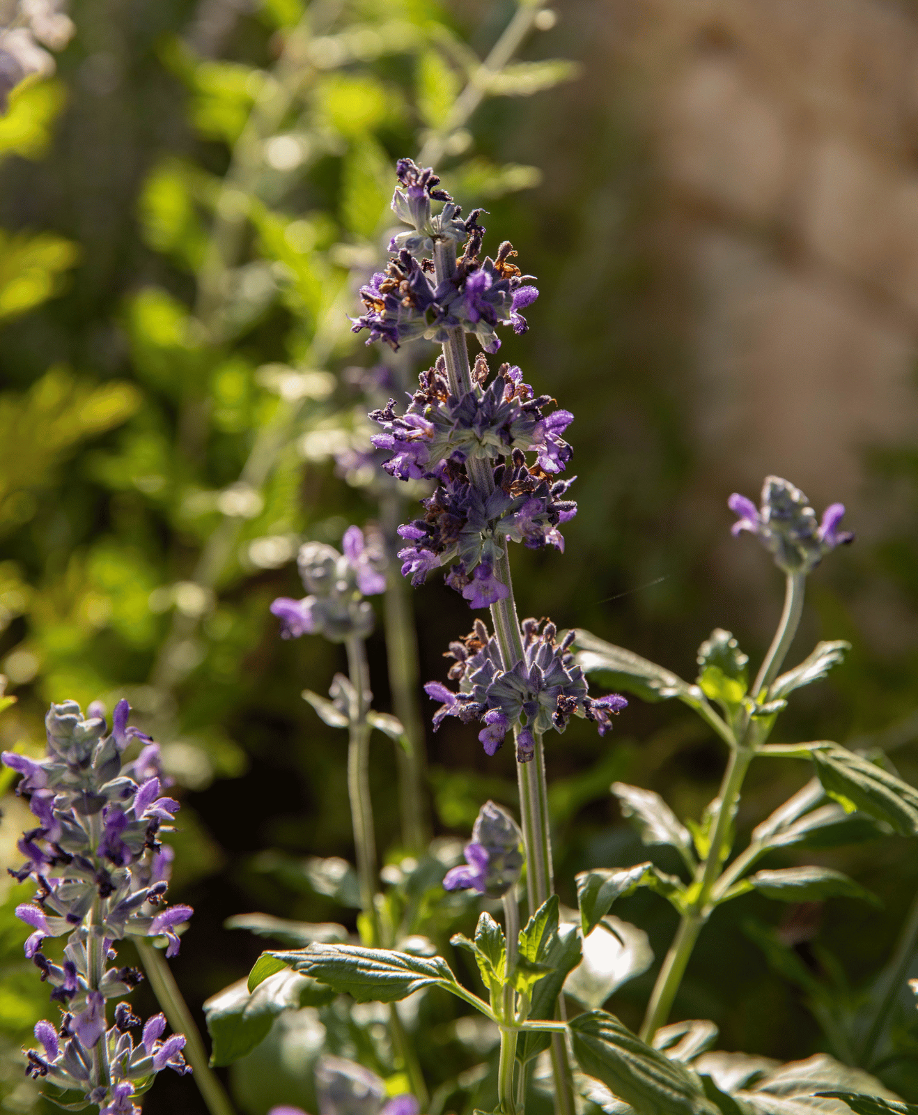 Zoom sur une fleur de lavande