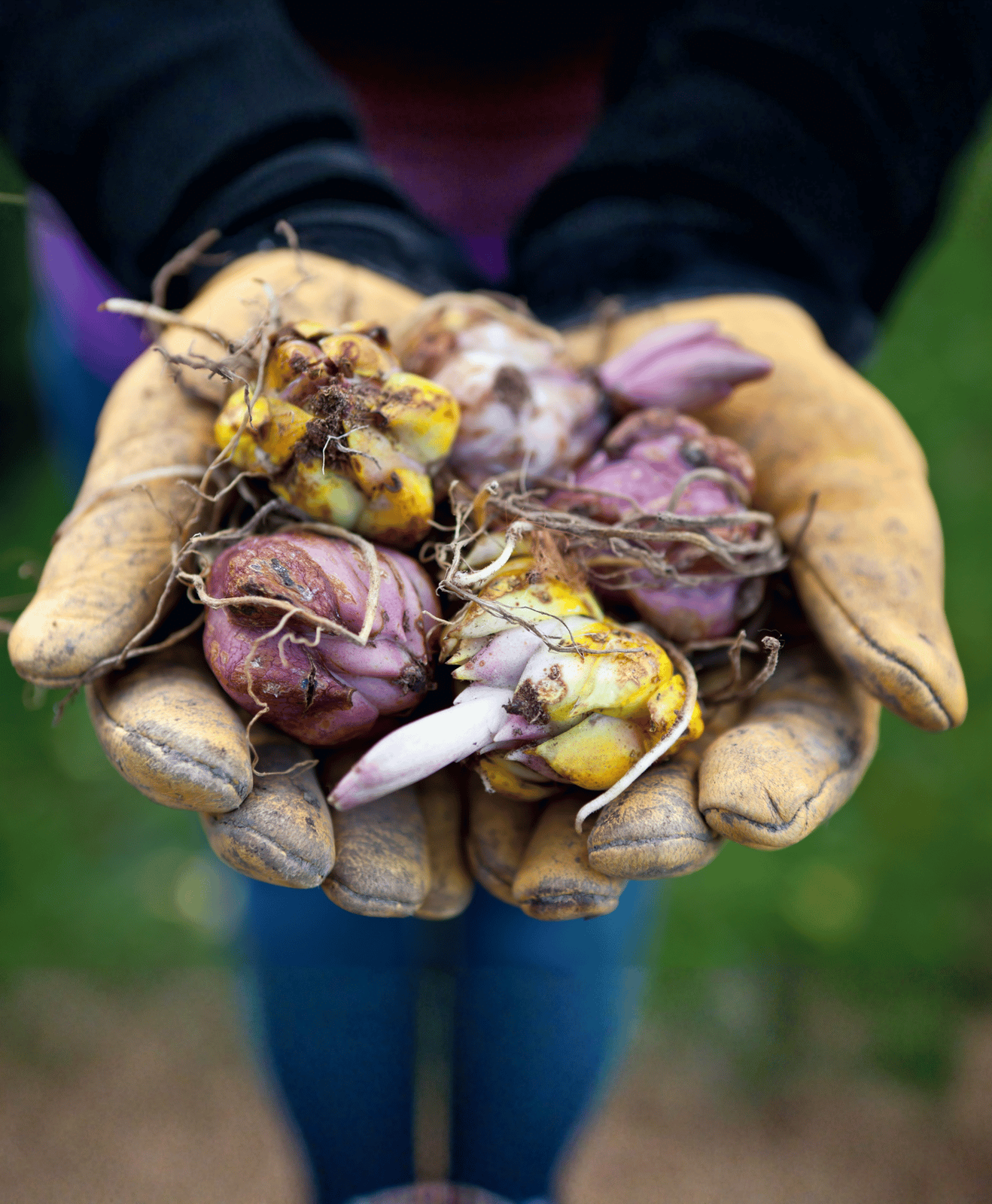 Une femme qui tiens des bulbes à fleurs dans ses mains avec des gants