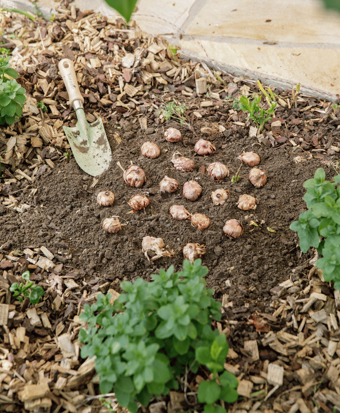 Un homme qui plante ses bulbes à fleurs au jardin