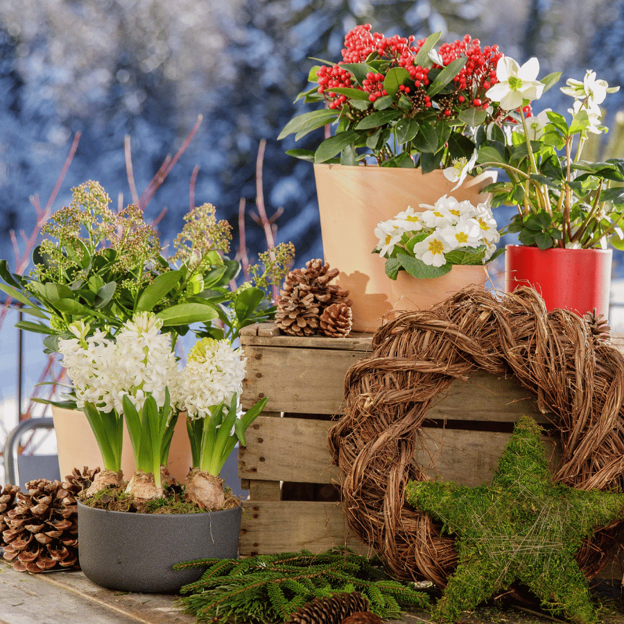 Plusieurs compositions et fleurs de Noël