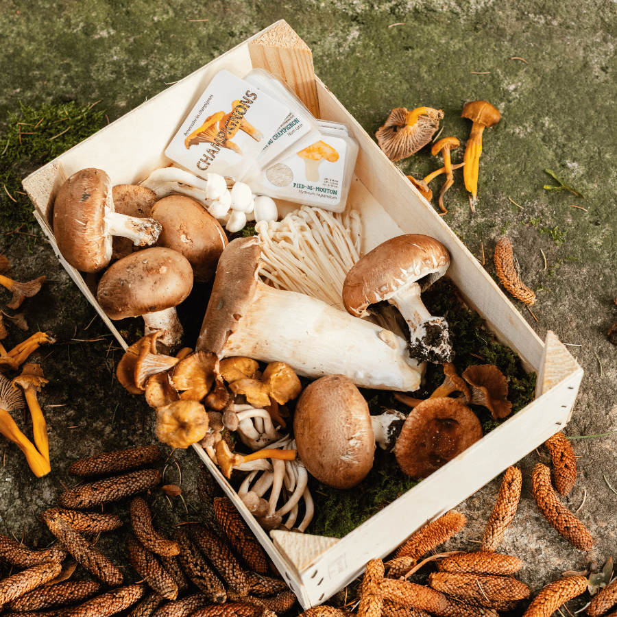 Plusieurs variétés de champignons dans une cagette