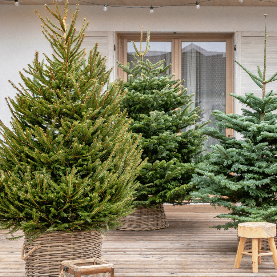 Plusieurs sapins de Noël naturels sur la terrasse