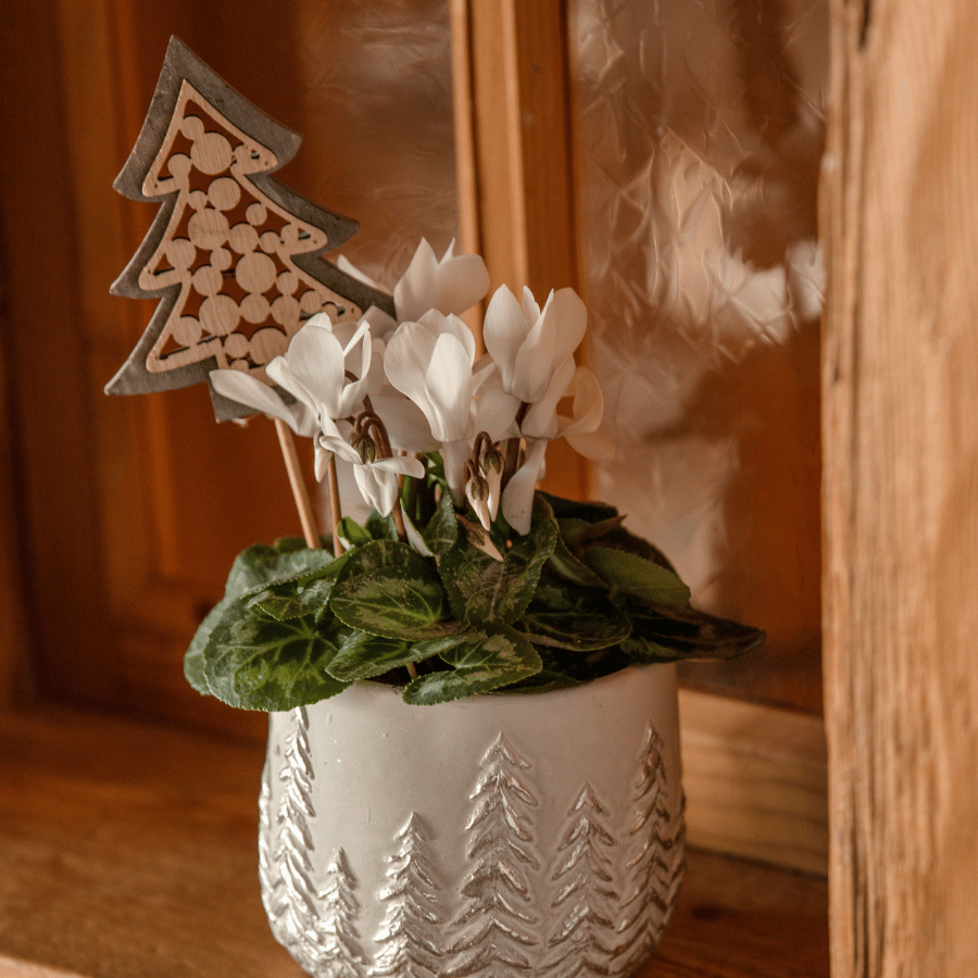 Cyclamen de Noël en décoration