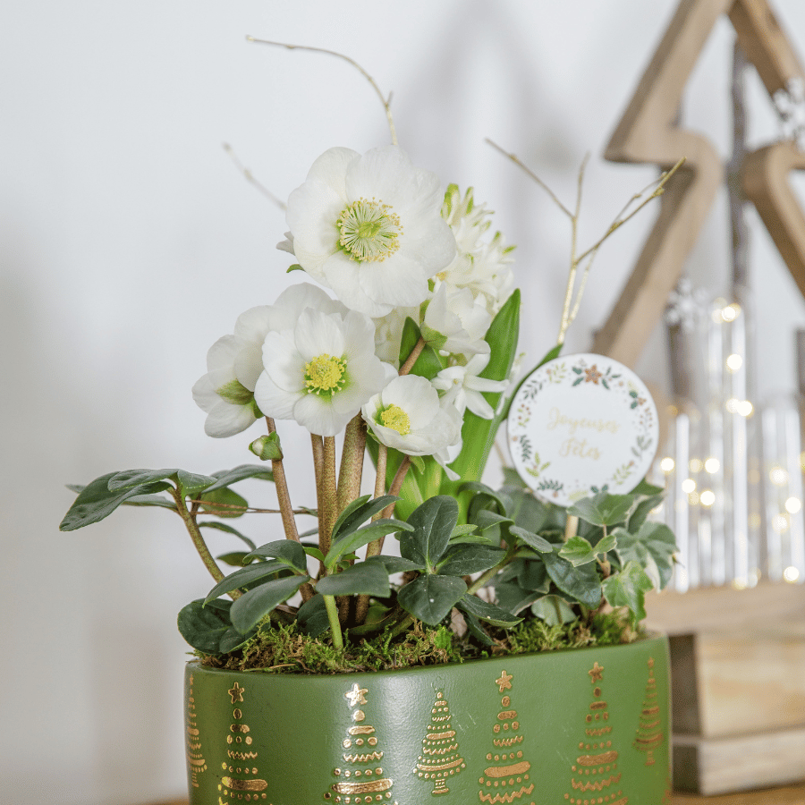 Hellébores de Noël en décoration