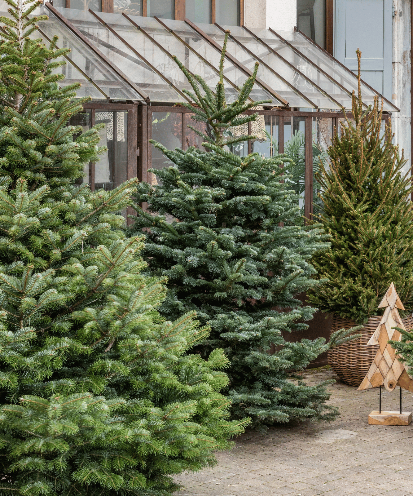 Plusieurs variétés de sapins de Noël en extérieur