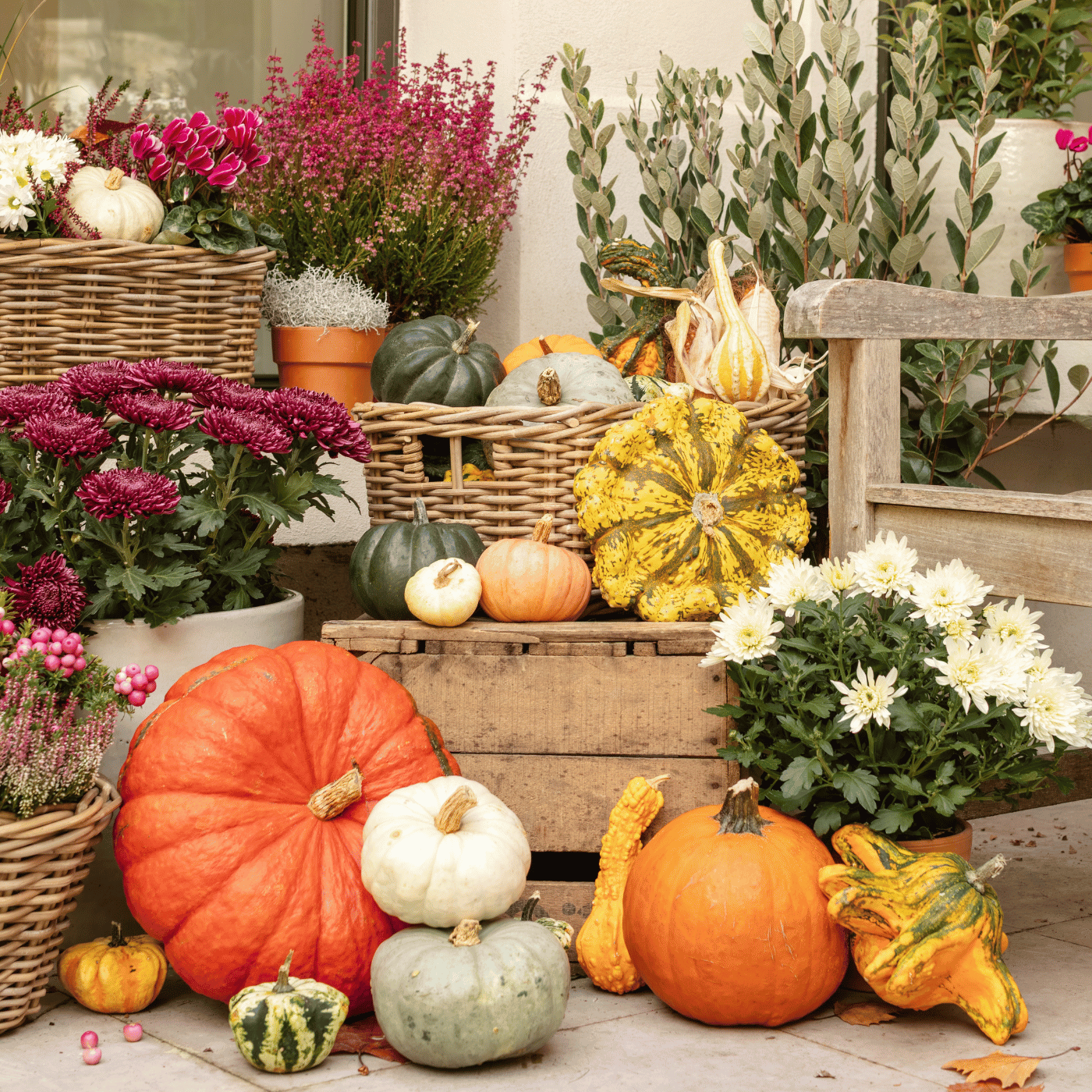 Une terrasse où les coloquintes sont disposées en différentes tailles, avec des couleurs orange, jaune, verte et blanche