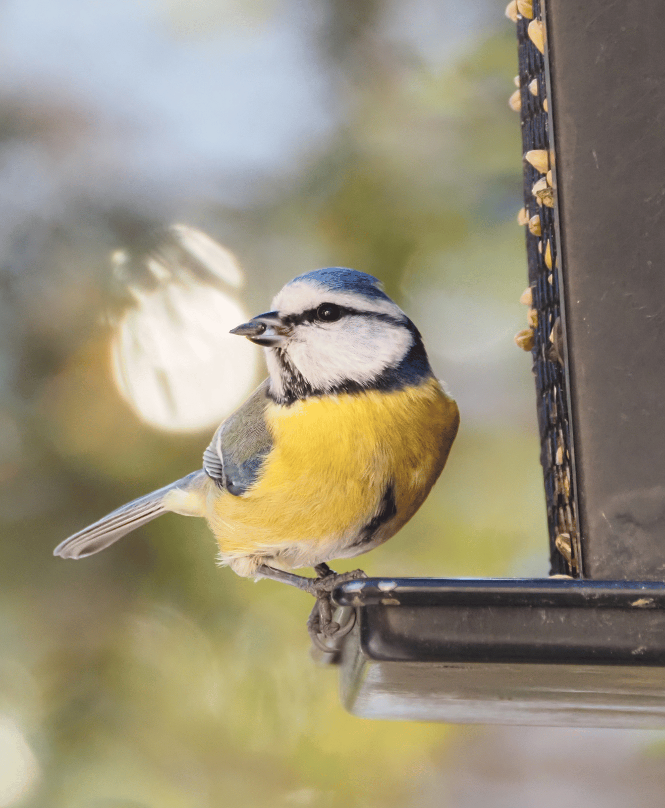 Une mésange sur un mangeoire