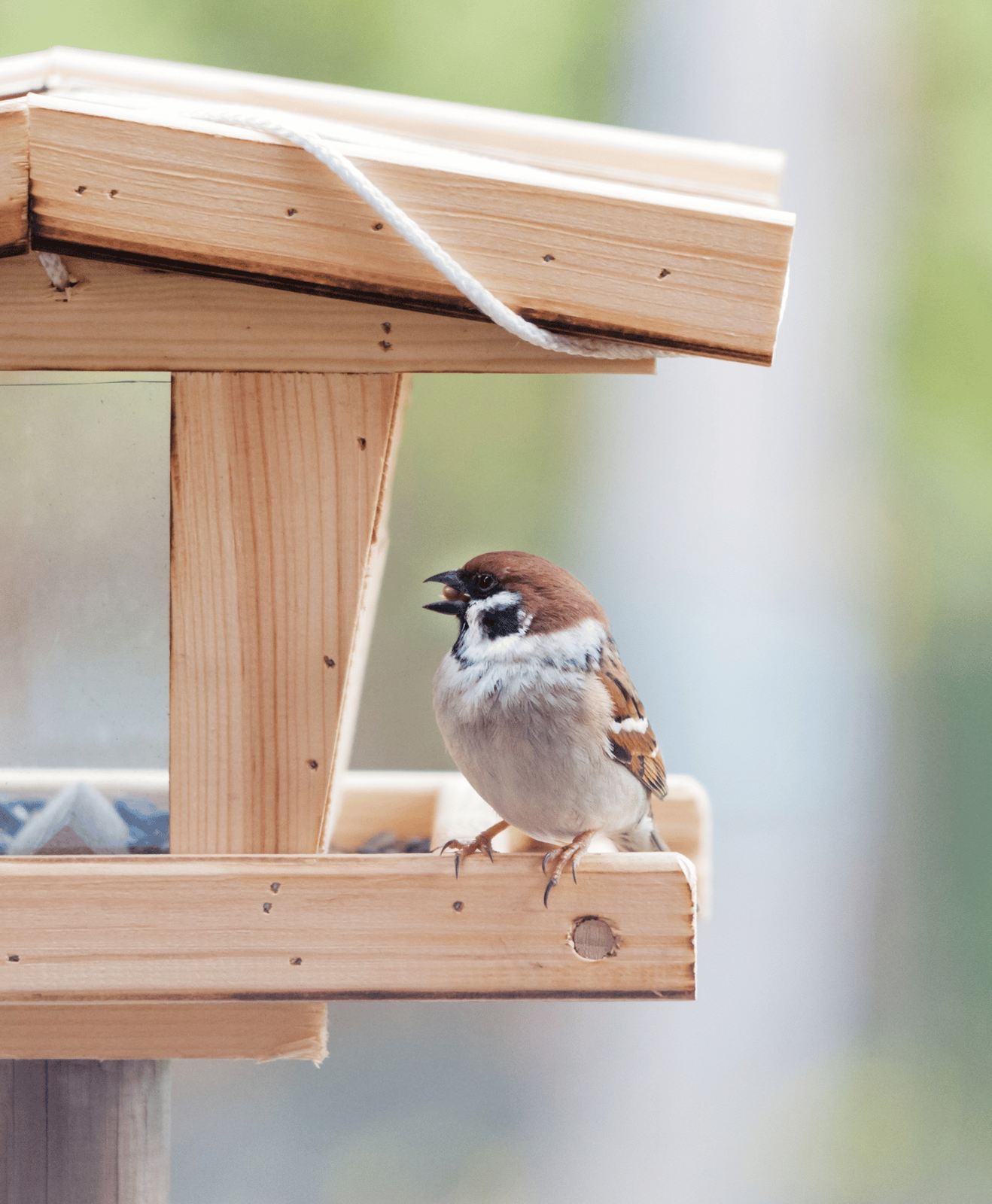 Un moineau qui mange une graine sur une mangeoire