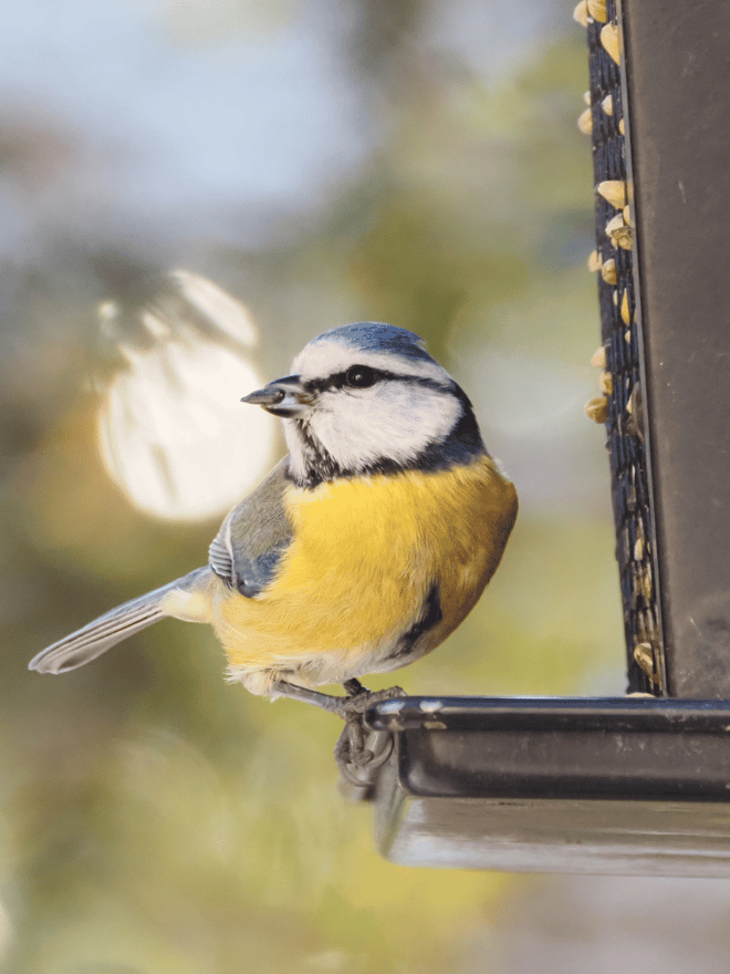 Une mésange sur un mangeoire