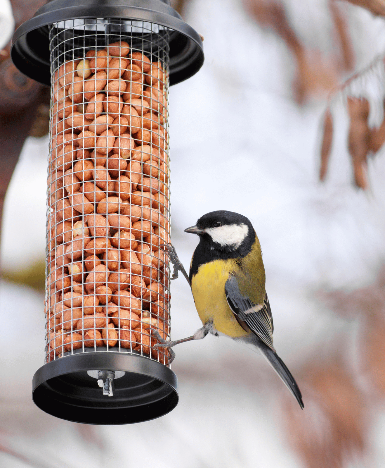 Une mésange sur un mangeoire