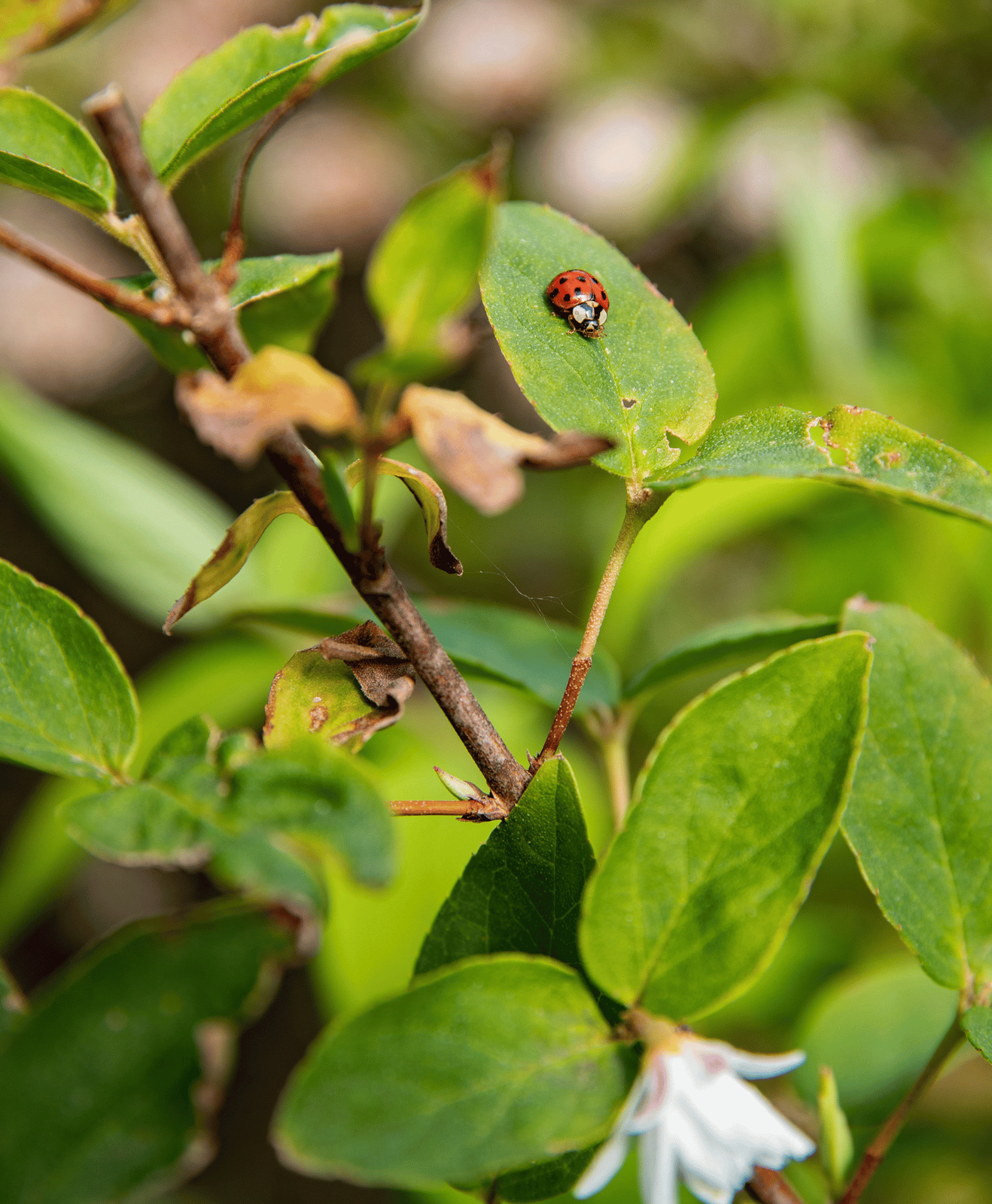 Une coccinelle sur une feuille d'arbre