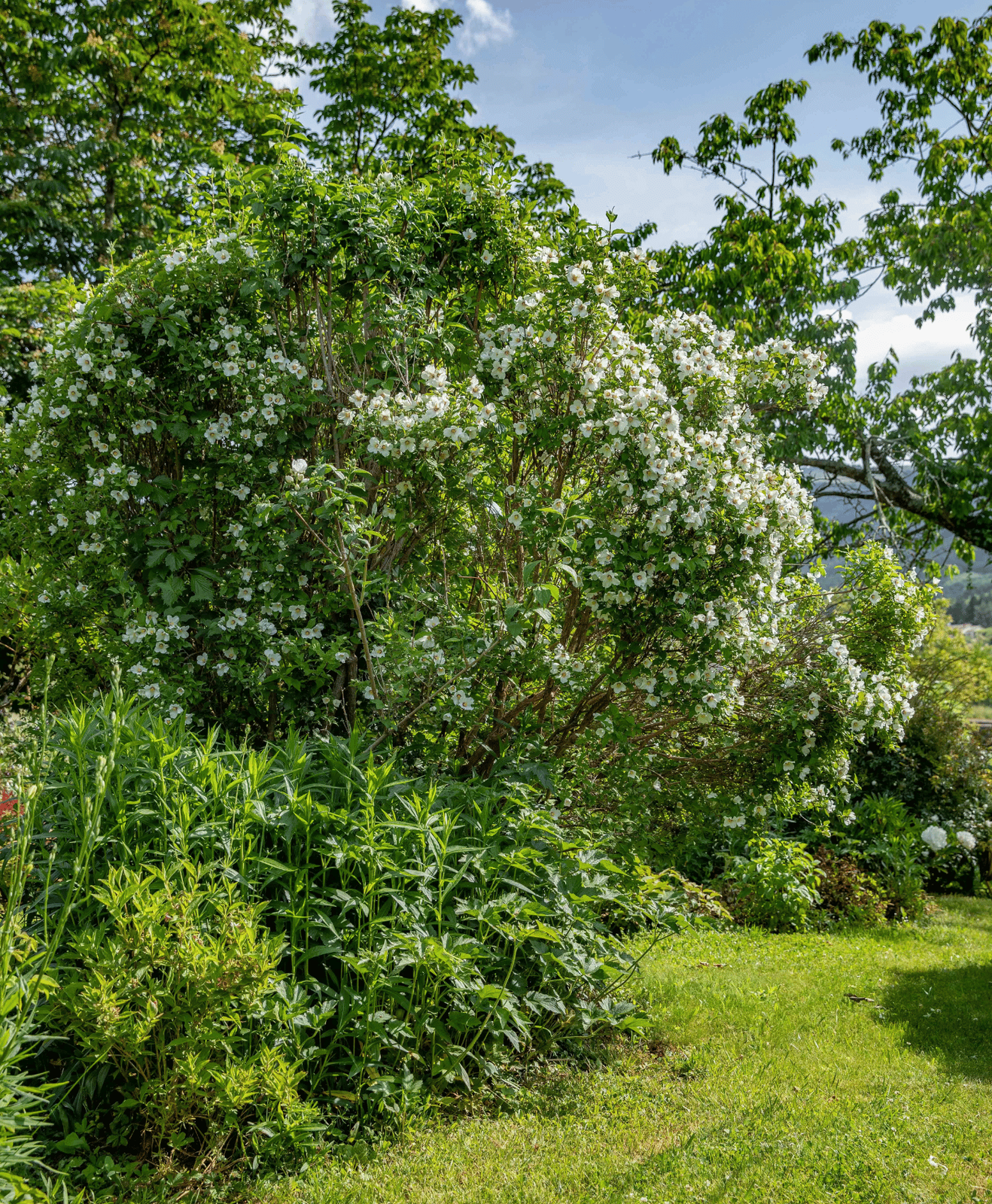 Des arbres et arbustes avec un aspect harmonieux