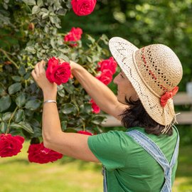 avril-jardin-agenda-du-jardinier-geste-rose-entretien-fleurs-femme-chapeau-de-paille