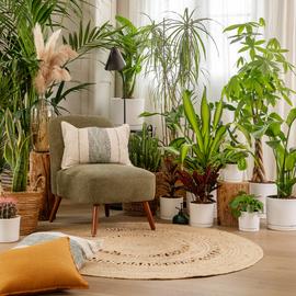 Des plantes vertes dans un intérieur