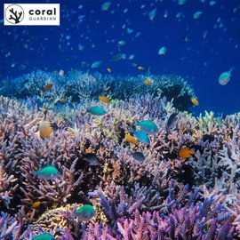 Fonds marins et coraux restaurés par l'association Coral Guardian