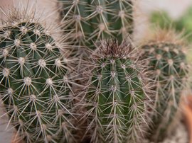 Zoom sur un cactus en pot