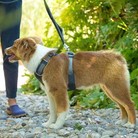 Chiot border collie en balade avec un harnais et une laisse