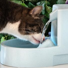 Un chat boit de l'eau dans une fontaine