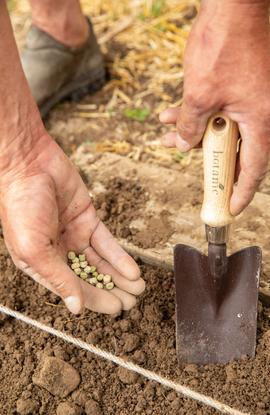 Calendrier des semis