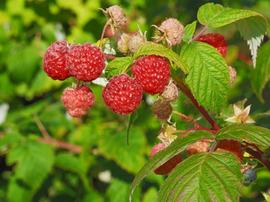 Des framboises sur un framboisier